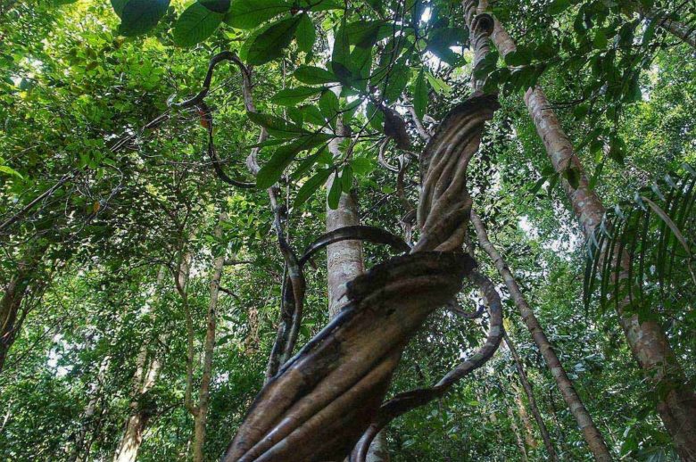 Regenwald Mulu Nationalpark