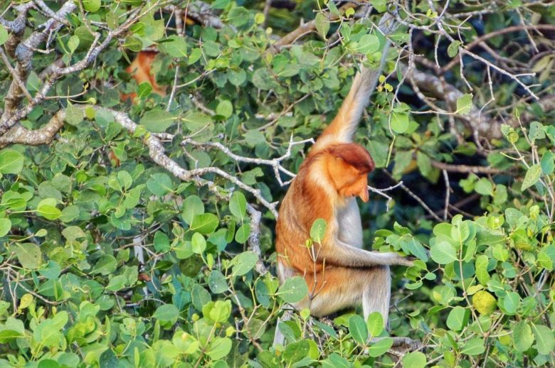 Nasenaffe in den Mangroven am Santubong River