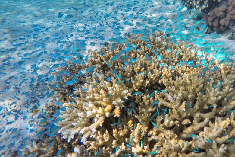 Komodo-Trip Fische und Korallen