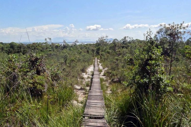 Bako Nationalpark Wanderung auf Plankenwegen