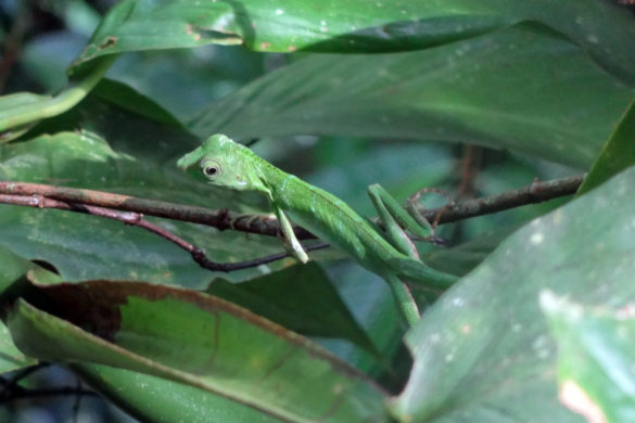 grüne Echse im Mulu Nationalpark