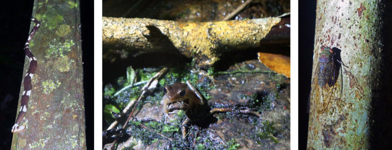 Nightwalk im Mulu Nationalpark