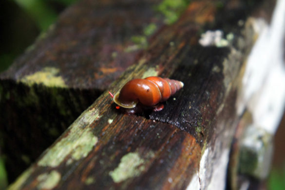 rote Schnecke