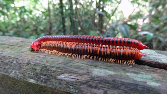 Tausendfüßer im Mulu Nationalpark