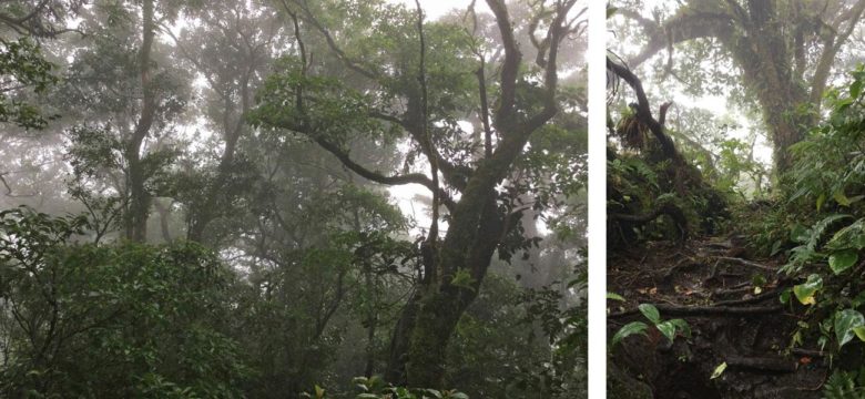 Trekking Vulkan Maderas auf Ometepe