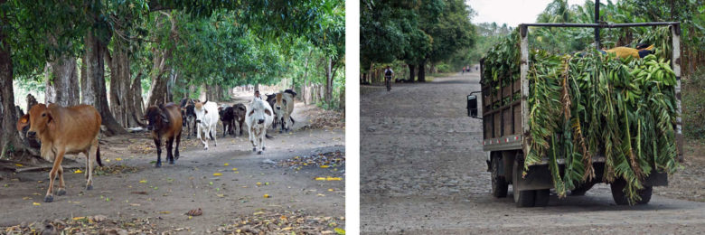 Viehzucht und Bananenlaster auf Ometepe