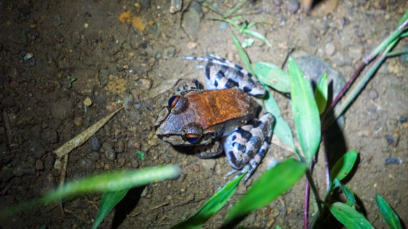 Frosch im Corcovado Nationalpark