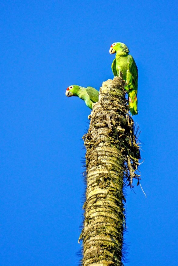 Corcovado - Amazonen auf Palme