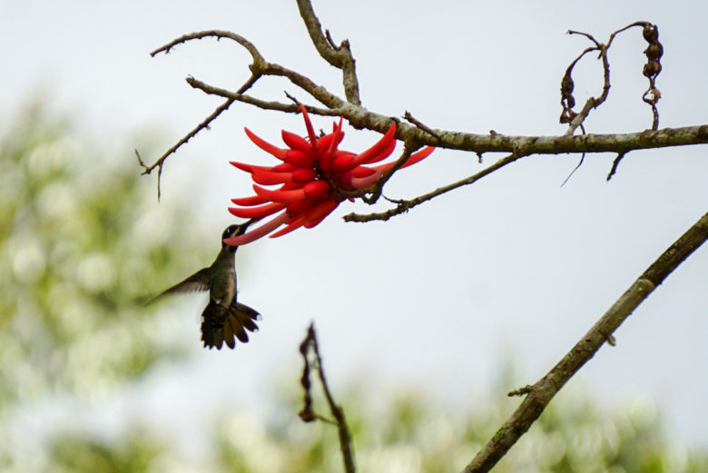 Kolibri im Crocovado Nationalpark