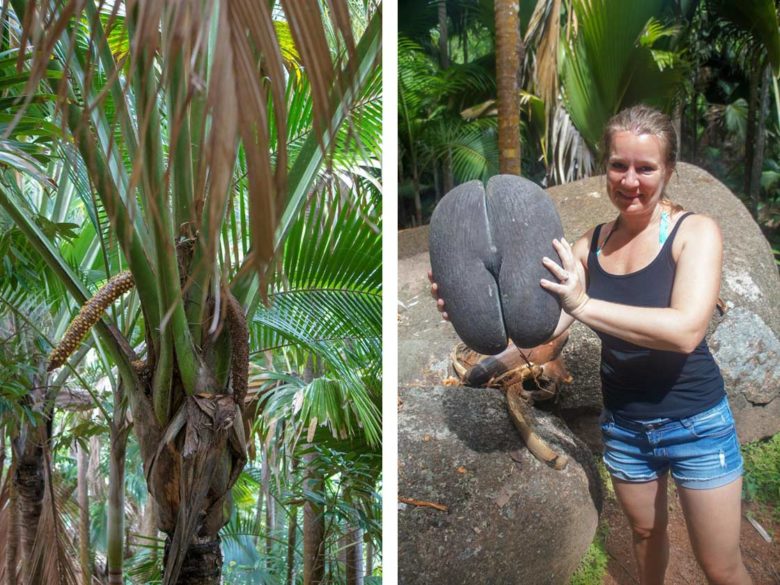 Coco de Mer Palme auf Praslin