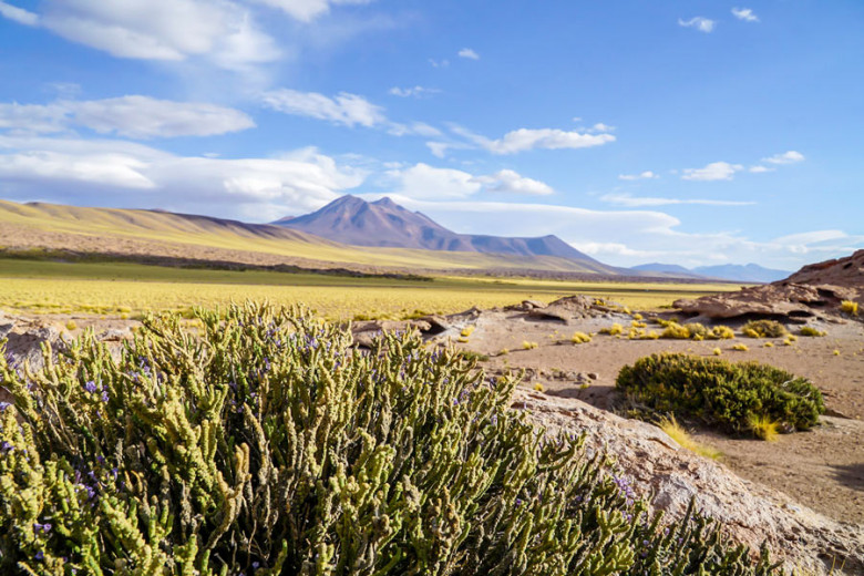 Altiplano Atacama Wüste