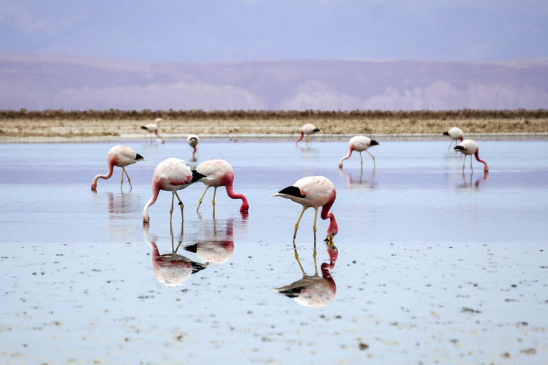 Flamingos Atacama Wüste