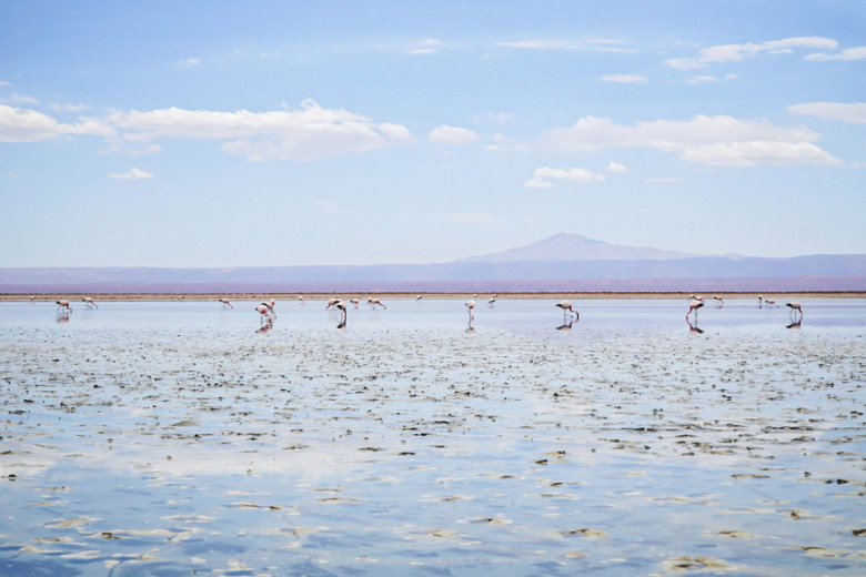 Flamingos Laguna Chaxa