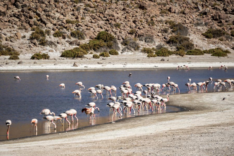 Flamingos bei Machuca Atacama Wüste