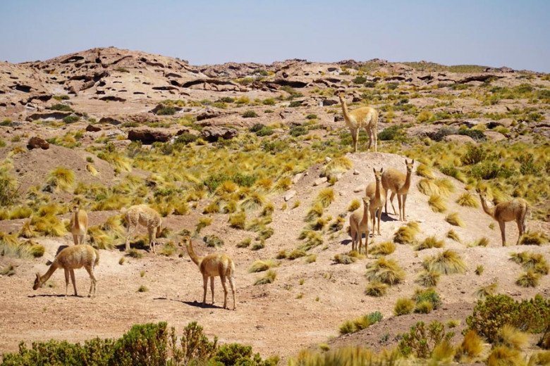 Vicunas auf dem Altiplano Atacama