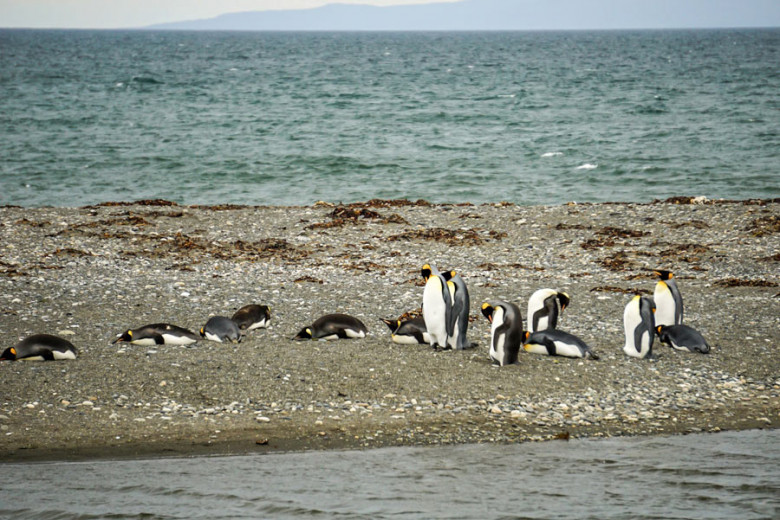 Chile Feuerland Königspinguine Bahia Inutil