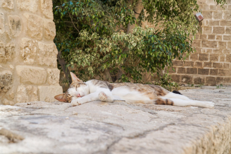 Tel Aviv Israel Katzen