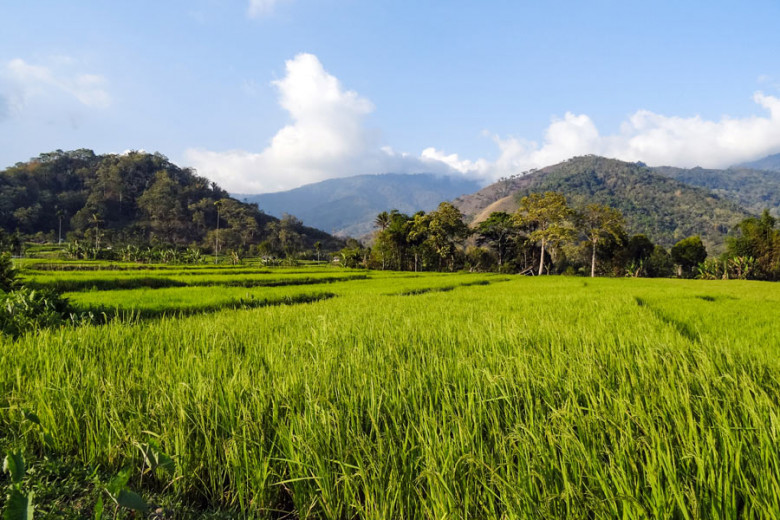 Flores Indonesien Reisfelder