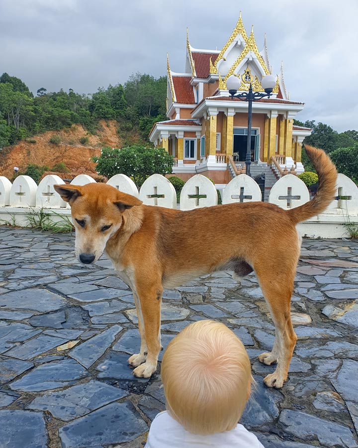 Thailand mit Baby und Kleinkind - Hunde streicheln